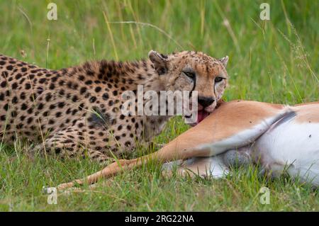 Un ghepardo, Acinonyx jubatus, nutrendo su un impala, Aepyceros melampus. Masai Mara National Reserve, Kenya. Foto Stock