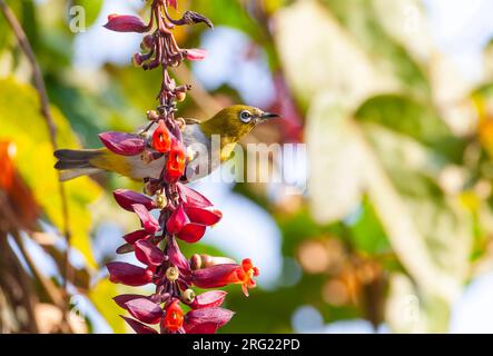 Occhio bianco indiano (Zosterops palpebrosus occidentis), noto anche come occhio bianco orientale, nell'India settentrionale. Foto Stock