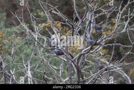 Il piccione di bolle (Columba bollii) diversi uccelli in un albero a Monte del Agua, Erjos, Tenerife, Isole Canarie, Spagna Foto Stock