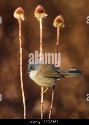 Warbler sardo (Sylvia melanocephala), un'inverno immaturo in Italia Foto Stock