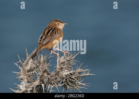 Zitting Cisticola (Cisticola juncidis cisticola), vista laterale dell'uccello adulto arroccato su un cardo su sfondo blu Foto Stock