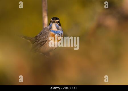 Bluethroat, Luscinia svecica, durante l'inverno in Italia. Foto Stock