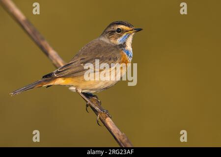 Bluethroat, Luscinia svecica, durante l'inverno in Italia. Foto Stock