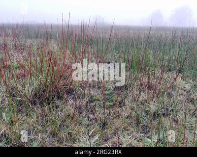 Un frammento di Jack (Lymnocryptes minimus) sta prendendo copertura Foto Stock