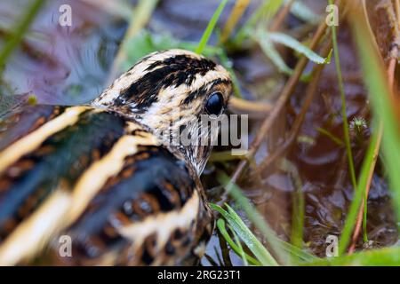 Un frammento di Jack (Lymnocryptes minimus) sta prendendo copertura Foto Stock