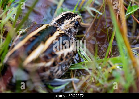 Un frammento di Jack (Lymnocryptes minimus) sta prendendo copertura Foto Stock