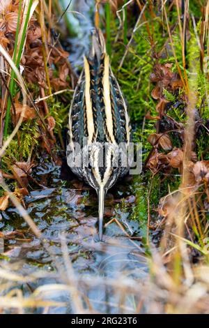 Un frammento di Jack (Lymnocryptes minimus) sta prendendo copertura Foto Stock