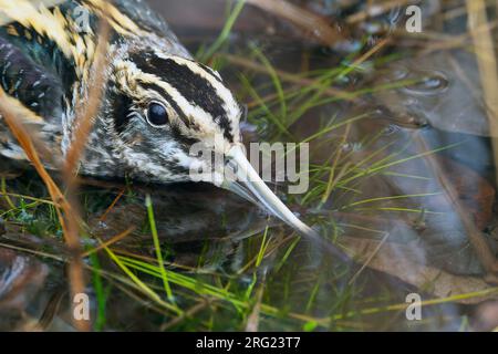 Un frammento di Jack (Lymnocryptes minimus) sta prendendo copertura Foto Stock