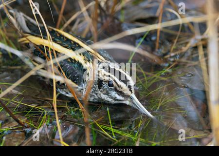 Un frammento di Jack (Lymnocryptes minimus) sta prendendo copertura Foto Stock