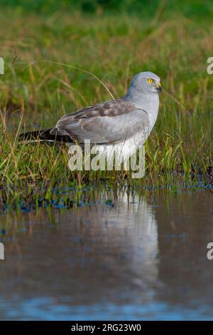 Albanella reale (Circus cyaneus), maschio adulto permanente al bordo di un laghetto in Italia Foto Stock