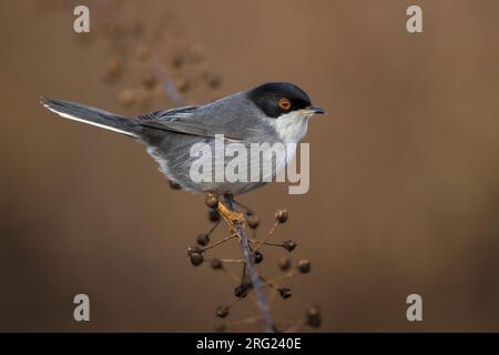 Guerriero sardo maschile (Sylvia melanocephala) in Italia. Foto Stock