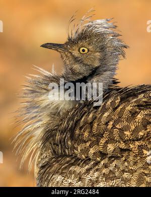 Voce maschile Houbara Bustard (Chlamydotis undulata fuertaventurae) ritratto di diplaying bird. XXL file di formato Foto Stock