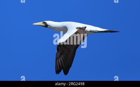 Preso il 23/01/2021 a Reitoru - Arcipelago Tuamotu - Polinesia francese Foto Stock