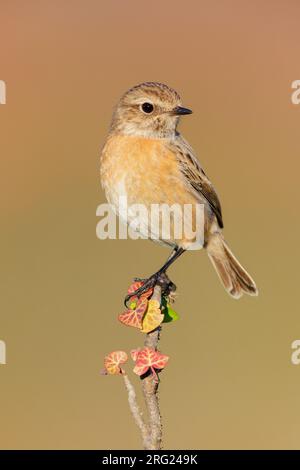 Stonechat europeo (Saxicola rubicola), vista laterale di un individuo arroccato su un ramo, Campania, Italia Foto Stock