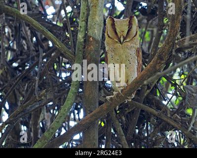 Gufo della baia dello Sri Lanka (Phodilus assimilis) in India. Foto Stock