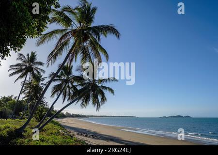 Palme da cocco a Seaforth Beach sulla costa Hibiscus del Queensland settentrionale tropicale, Australia Foto Stock