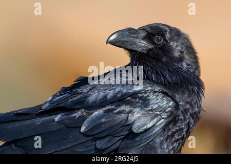 Raven; Corvus corax tingitanus Foto Stock