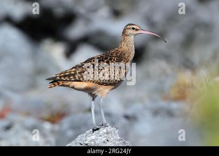 Preso il 25/01/2021 a Tekokota - Arcipelago Tuamotu - Polinesia francese Foto Stock