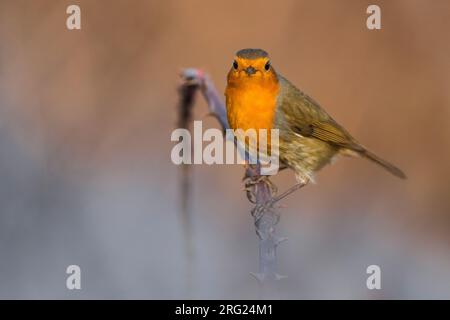 Wintering europeo Robin (Erithacus rubustecula) in Italia. Appollaiato su un piccolo ramoscello su uno sfondo colorato. Foto Stock