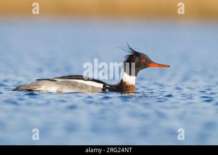 Merganser dal petto rosso, serratore Mergus svernamento al delta del condotto Foto Stock