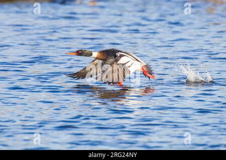 Merganser dal petto rosso, serratore Mergus svernamento al delta del condotto Foto Stock