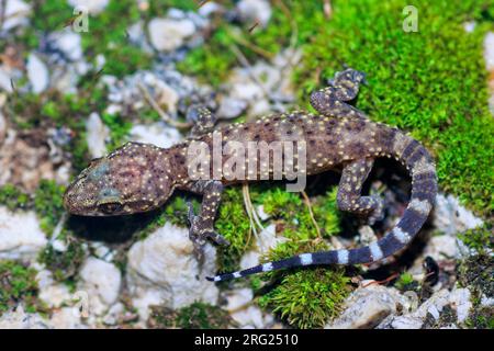 Il turco Gecko (Hemidactylus turcicus) ha preso il 09/02/2022 a Hyères, Francia. Foto Stock