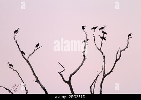 Gregge di ibis con le spalle bianche (Pseudibis davisoni) nella loro serata a Tmatboey, Cambogia. Foto Stock