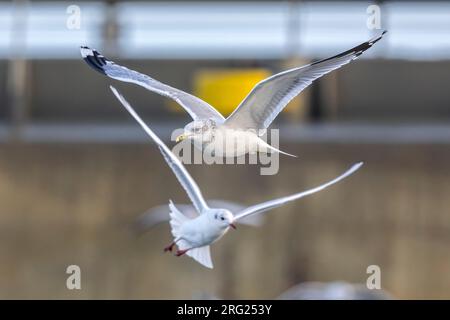 Gabbiano comune adulto (Larus canus canus) sorvolando il molo di Nieuwpoort, Fiandre occidentali, Belgio. Foto Stock