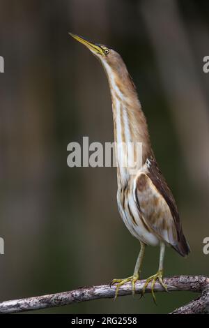 Juveniele Woudaap; capretti Tarabusino Foto Stock