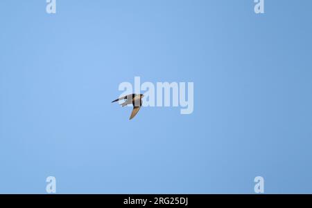 Dusky Crag Martin (Ptyonoprogne concolor) in volo a Khajuraho, India Foto Stock