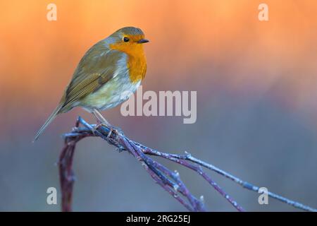 Wintering europeo Robin (Erithacus rubustecula) in Italia. Appollaiato su un piccolo ramoscello su uno sfondo colorato. Foto Stock