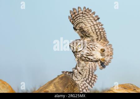 Piccolo gufo - Steinkauz - Athene noctua vidalii, Spagna, adulto, maschio Foto Stock