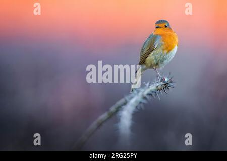 Wintering europeo Robin (Erithacus rubustecula) in Italia. Appollaiato su un piccolo ramoscello su uno sfondo colorato. Foto Stock