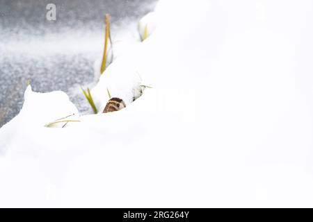 La specie comune (Gallinago gallinago) cerca di sopravvivere nutrendosi ai bordi del ghiaccio durante un periodo freddo nei Paesi Bassi. Foto Stock