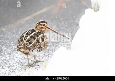 La specie comune (Gallinago gallinago) cerca di sopravvivere nutrendosi ai bordi del ghiaccio durante un periodo freddo nei Paesi Bassi. Foto Stock