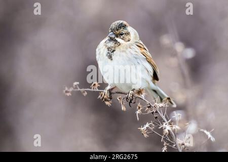 Mungere europeo di Reed (Emberiza schoeniclus) in inverno Foto Stock