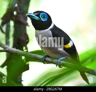 Mindanao Wattled Broadbill, Sarcophanops steerii, a PICOP, Mindanao, nelle Filippine. Foto Stock