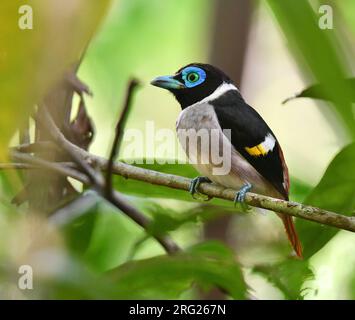 Mindanao Wattled Broadbill, Sarcophanops steerii, a PICOP, Mindanao, nelle Filippine. Foto Stock