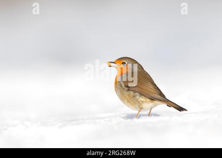 European Robin (Erithacus rubecula) svernamento a Katwijk, Paesi Bassi. In piedi a terra durante un inverno freddo. Foto Stock