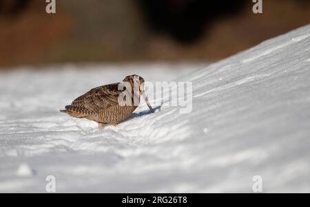 Scolopax rusticola (Eurasian Woodcock, Scolopax rusticola) che si nutrono di neve a Blåvand, Danimarca Foto Stock
