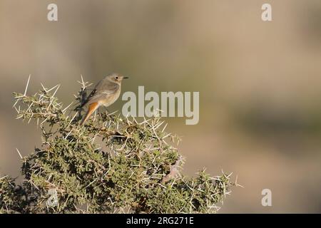 Oosterse Zwarte Roodstaart; Eastern codirosso spazzacamino; Phoenicurus ochruros phoenicuroides Foto Stock