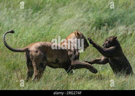 Una leonessa, Panthera leo, giocando con il suo cucciolo coperto di fango. Seronera, Parco Nazionale Serengeti, Tanzania Foto Stock