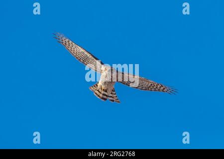 Femmina immatura eurasiatica Sparrowhawk (Accipiter nisus) che vola sopra lo Spuikom, Ostenda, Fiandre occidentali, Belgio. Foto Stock