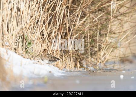 La specie comune (Gallinago gallinago) cerca di sopravvivere nutrendosi ai bordi del ghiaccio durante un periodo freddo nei Paesi Bassi. Foto Stock