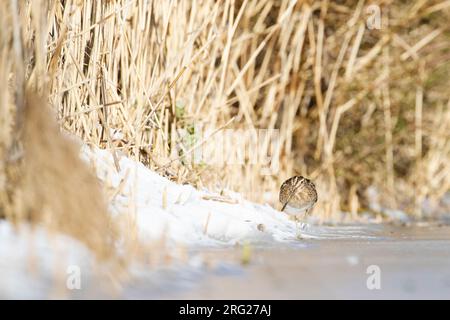 La specie comune (Gallinago gallinago) cerca di sopravvivere nutrendosi ai bordi del ghiaccio durante un periodo freddo nei Paesi Bassi. Foto Stock