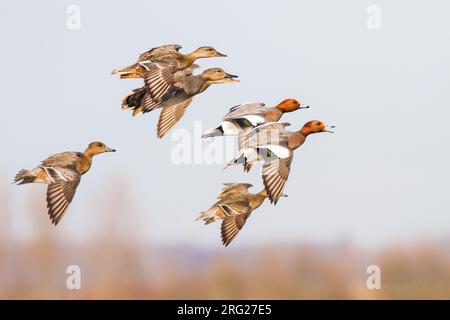 Smient, Eurasian Wigeon, Anas penelope si raggruppano in volo mescolati a Gadwall, Anas strepera Foto Stock