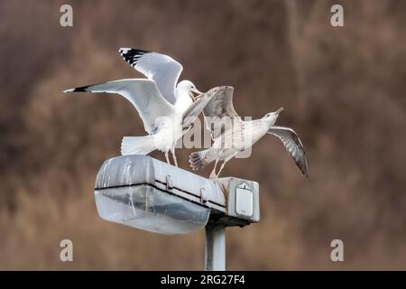 Adulti che arrabbiano un Caspian Gull (Larus cachinnans) del primo inverno che vola sopra la Mosa a Yvoir, Namur, Belgio. Foto Stock