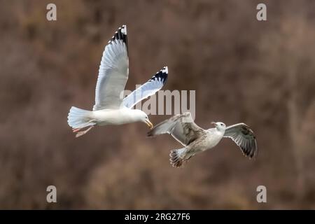 Adulti che arrabbiano un Caspian Gull (Larus cachinnans) del primo inverno che vola sopra la Mosa a Yvoir, Namur, Belgio. Foto Stock