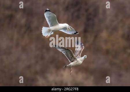 Adulti che arrabbiano un Caspian Gull (Larus cachinnans) del primo inverno che vola sopra la Mosa a Yvoir, Namur, Belgio. Foto Stock