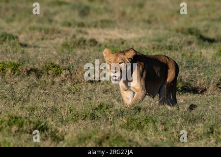 Una leonessa, Panthera leo, pronta ad attaccare. Ndutu, Ngorongoro Conservation Area, Tanzania. Foto Stock